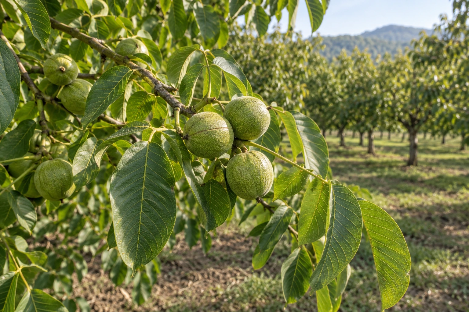 How Walnuts Are Grown